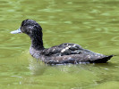 African Black Duck (WWT Slimbridge June 2011) - pic by Nigel Key